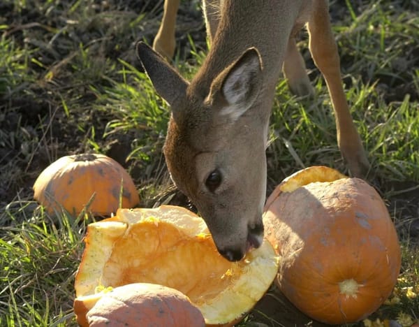 Kentucky Fish and Wildlife euthanizes 20+ deer at Meade Co. wildlife center