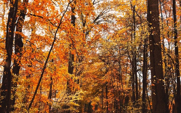 Festivals, foliage and all things fall in Kentuckiana