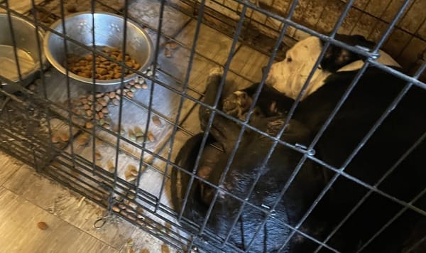 LMPD wasn't looking for dogs- but found 19 that desperately needed help