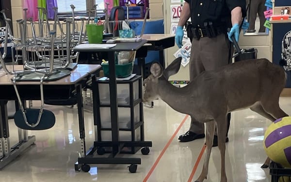 Disoriented deer wanders into Kentucky school, prompting warning from sheriff